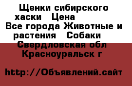 Щенки сибирского хаски › Цена ­ 12 000 - Все города Животные и растения » Собаки   . Свердловская обл.,Красноуральск г.
